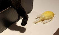 Antoinette Radcliffe, Untitled (Black cat and canary), ethically sourced animals, taxidermy, ca. 42 x 38 x 21 cm