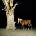 Rebecca Ann Hobbs, Tethered Horse, 2004, inkjet print, 50 x 50 mm