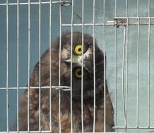 Denise Batchelor, Owl Caged, at Viewfinder