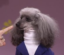 JahJahSphinx, CDJ, a Te Tuhi billboard project on Reeves Road