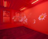 Diana Thater, Pink Daisies, amber room, 2003, 2 video projectors, 2 DVD players, lights, lighting gel, silver mylar, architecture. Photo: Sam Hartnett.