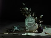Fiona Pardington, Still Life with Paper Nautilus and Plum, 2012, pigment inks on Hahnemuhle Photo Rag