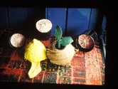 Graham McFelin, Untitled, sock, plaster, coconut shells, grapefruit, wood