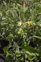 Ruth Ewan, Them That Plants Them is Soon Forgotten, 2010 -2012, crop of 200 Paul Robeson heritage tomato plants. Photo: Sam Hartnett