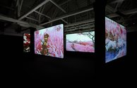 Inside the Irish Pavilion featuring the work of Richard Mosse.