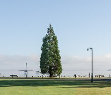 Mary Macpherson, Wellingtonia (Giant Sequioia), Rotorua. Image courtesy of Photospace.  