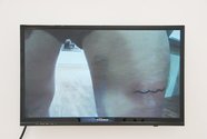 Thomas Hinton, Handpoked tattoos on James Wylie and David Ed Cooper,  digital video,  1.29 min loop. Photo: Karl Bayly