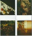 Janet Bayly, Poppies (1984) / Paris (1982) / Bouquet [for Mary] (1982) / Yellow Tulips (2003), Polaroid SX70