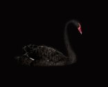 Greta Anderson, Black Swan, 2014/2015. Image courtesy of McNamara Gallery