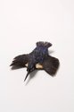 Emily Valentine, Kingfisher Brooch, 2013, Kingfisher feathers, mixed media 