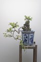 John Lyall & Haru Sameshima, Cascade, Root on Rock, Chinese Elm, unique print, 950 x 630 mm