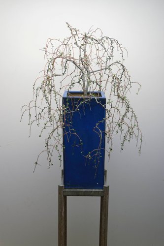 John Lyall & Haru Sameshima, Twin trunk, Weeping style (Mapou), unique print, 950 x 630 mm