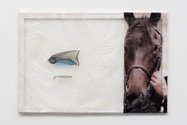 Aude  Pariset, Stallion Dad, 2016 Bioplastic, UV print on bioplastic, condoms,  fish bait, wood, paint  60 x 90 cm. Photography: Mariell Amélie  © Aude Pariset & Cell Project Space