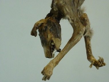 Bryan Hobbs-Crowter, HEEL!! Mummified opossum, collar, lead.