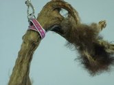 Bryan Hobbs-Crowter, HEEL!! Mummified opossum, collar, lead.