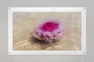 Denise Batchelor, Pumanawa: Pink Floating 2, 2020, metallic gloss print. 16.8 x 30 cm. Photo: Arekahānara 