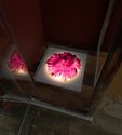 Maureen Lander & Denise Batchelor, La Vie en Rose: Life in Pink, 2020, harakeke, comercial dye, plastic shower cap, seaweed, UV filtered clear cast acrylic, LEDs. Two pieces. Photo: Arekahānara 