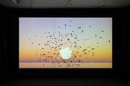 Installation view at Artspace Aotearoa, of Sriwhana Spong, And the creeper keeps on reaching for the flame tree, 2022, digital video, sound, 5.03 minutes. 