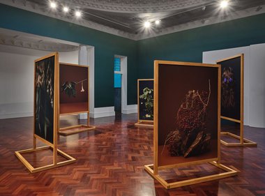 Ann Shelton, 'i am an old phenomenon' (2022–ongoing). Pigment prints, handmade cedar stands. Courtesy the artist and Two Rooms, Auckland. Photo: Sam Hartnett