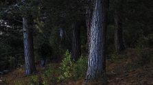 Steve Carr, Creeping Bush, 2025, 4k transferred to digital file duration 5mins 19secs. Edition of 3 plus 1 artist's proof