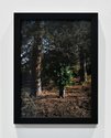 Steve Carr, Standing Bush 1, 2025, pigment inkjet print. 305 x 230mm, 335 x 260 x 35mm framed. Edition of 3 plus 1 artist's proof