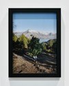 Steve Carr, Standing Bush 2, 2025, pigment inkjet print. 305 x 230mm, 335 x 260 x 35mm framed. Edition of 3 plus 1 artist's proof