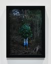 Steve Carr, Standing Bush 4, 2025, pigment inkjet print. 305 x 230mm, 335 x 260 x 35mm framed. Edition of 3 plus 1 artist's proof