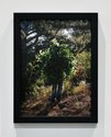 Steve Carr, Standing Bush 7 2025, pigment inkjet print. 305 x 230mm, 335 x 260 x 35mm framed. Edition of 3 plus 1 artist's proof