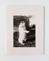 Timothy Webby, Untitled (Dog), 2025, Selenium toned silver gelatin print of medium format negative (1939-1942) on hand-dyed resin coated paper, 15.5 x 10.8 cm (image size) 24.6 x 19.1 cm (paper size)